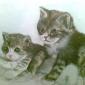 tiere